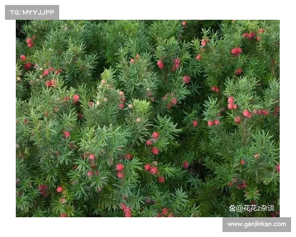 红豆杉生态遭重创：西安企业为何在元损失中独自抗争？(红豆杉科技股份有限公司)